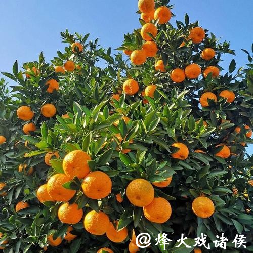 为何春节时,黄岩蜜橘依然是待客主力? 为何春节时,黄岩蜜橘依然是待客主力?