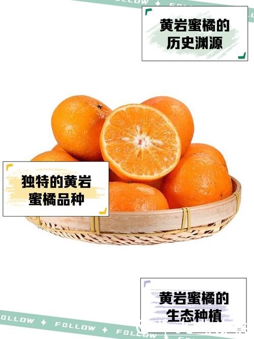 为何春节时,黄岩蜜橘依然是待客主力? 为何春节时,黄岩蜜橘依然是待客主力?