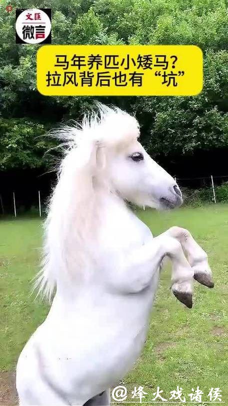 微言 | 马年养匹小矮马?拉风背后也有“坑” 微言 | 马年养匹小矮马?拉风背后也有“坑”