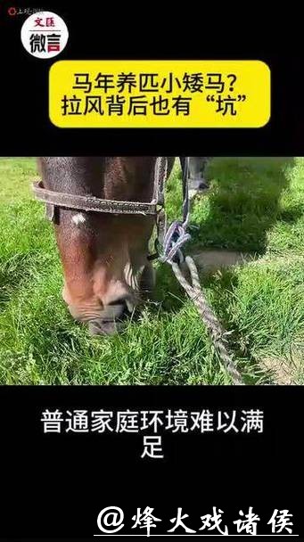 微言 | 马年养匹小矮马?拉风背后也有“坑” 微言 | 马年养匹小矮马?拉风背后也有“坑”