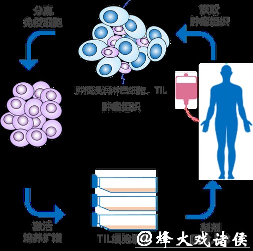 免疫系统为何阻止不了肿瘤转移？这项成果破解谜题，登上《细胞》